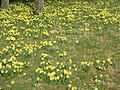 Narcissus pseudonarcissus subsp. pseudonarcissus habitat