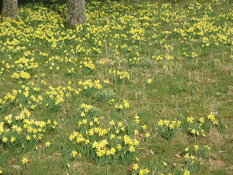 File:Narcissus pseudonarcissus (habitat)2.jpg