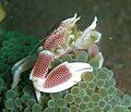 Close up of chelipeds of Neopetrolisthes maculatus, 2006