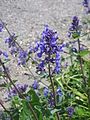 Nepeta ×faassenii