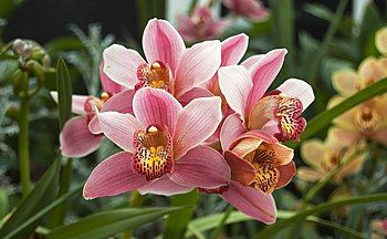 Boat orchid