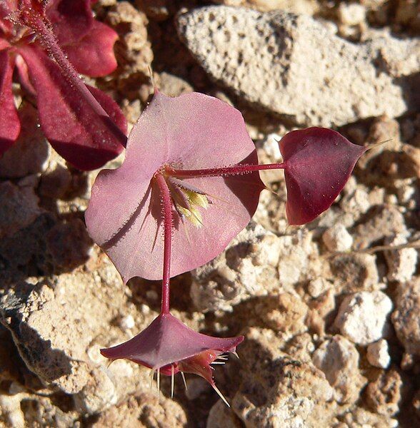 File:Oxytheca perfoliata 4.jpg