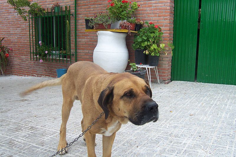 File:PERRO.jpg