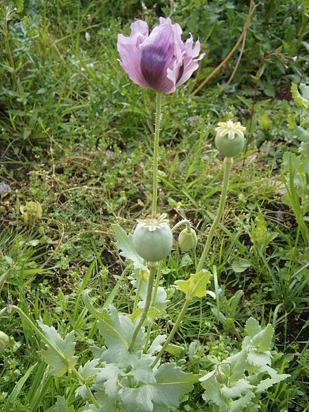 File:Papaver somniferum 001.jpg