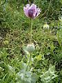 Papaver somniferum