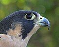 Peregrine Falcon