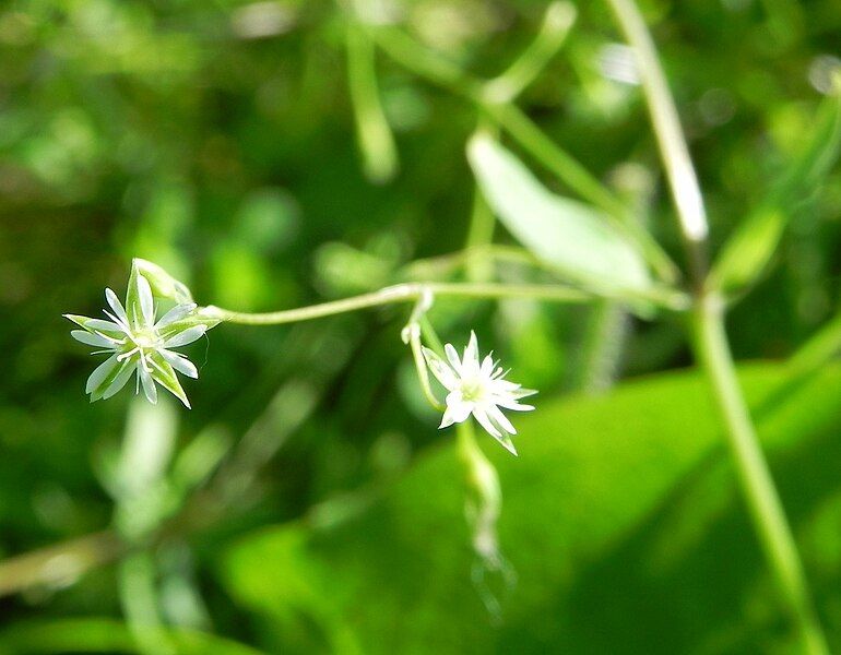 File:Quellsternmiere Stellaria alsine.jpg