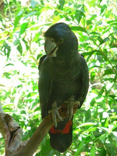 File:RedTailedBlackCockatoo (Redphoenix).jpg