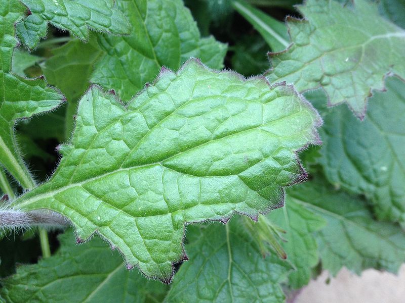 File:Rehmannia elata leaf.jpg