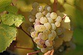 Ripe Riesling grapes