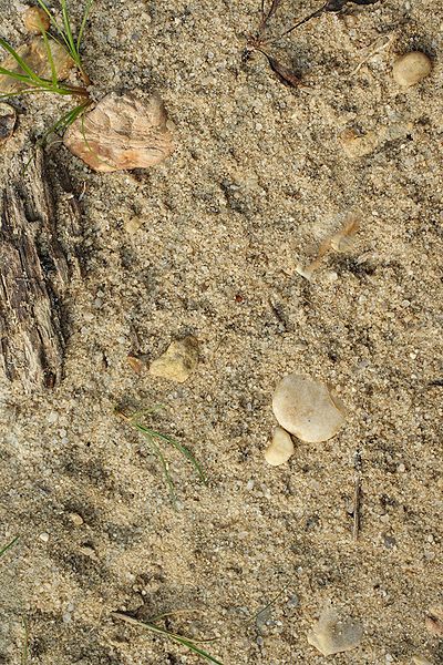 File:Rocks in sand.jpg