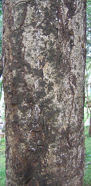 File:Schleichera oleosa bark.jpg