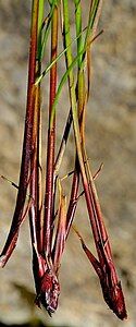 Bases of flowering stems (culms)