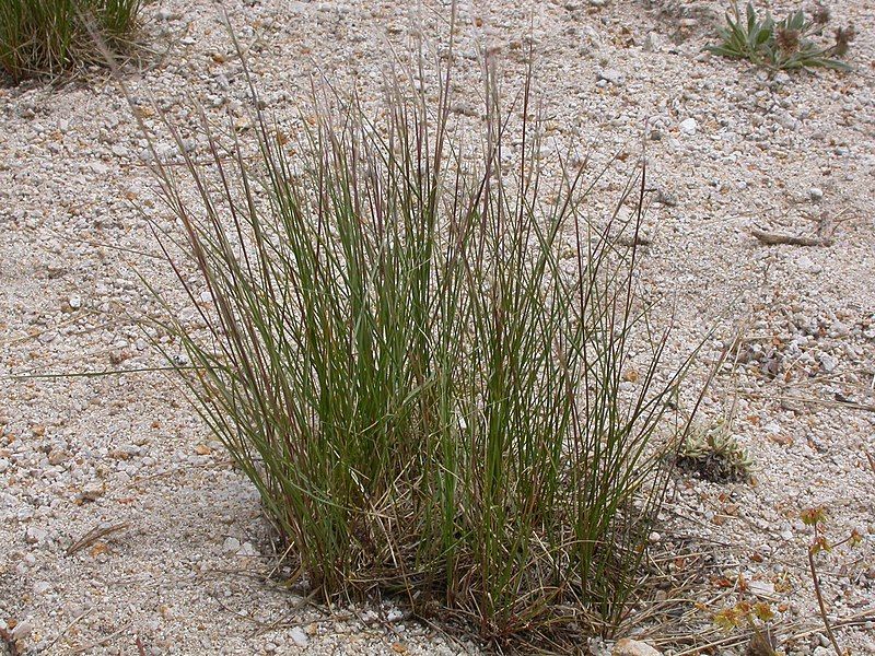 File:Stipa occidentalis (3808387089).jpg