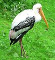 A stork