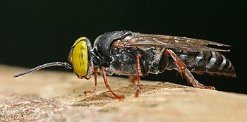 Tachysphex species wasp