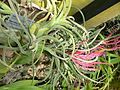 Tillandsia caput medusae