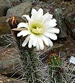 Trichocereus lucernatus