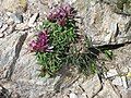 Trifolium alpinum