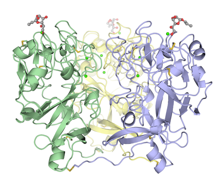 File:Trimeric human intelectin-1.png