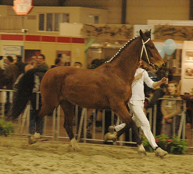 File:Tuigpaard-agriflanders.jpg