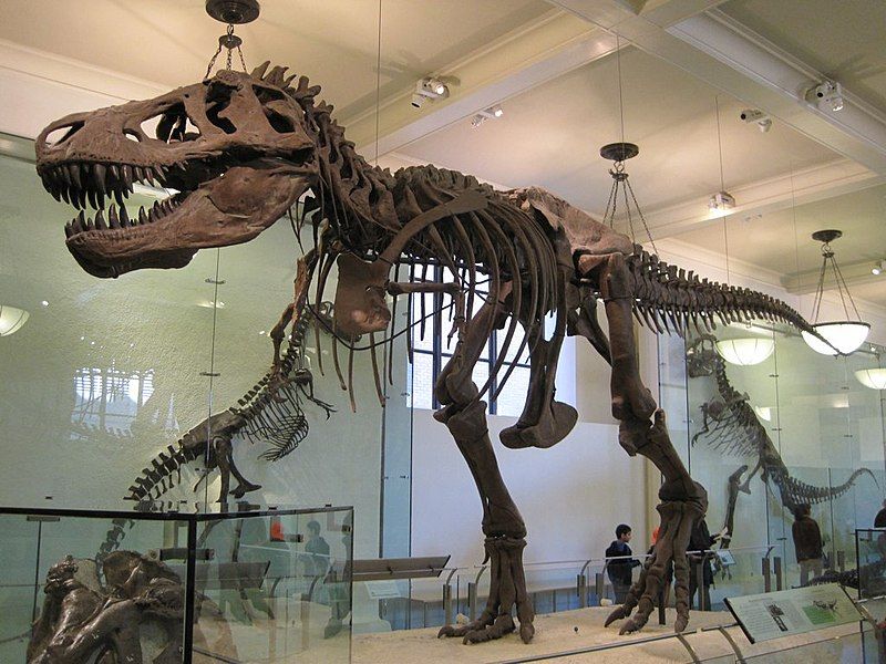 File:Tyrannosaurus AMNH 5027.jpg