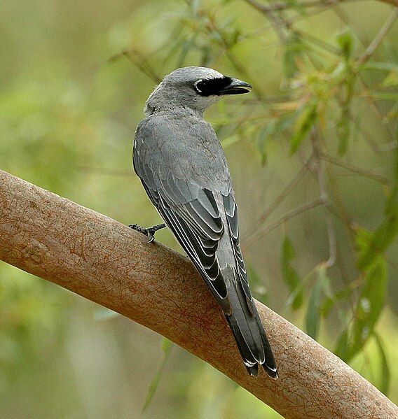 File:White-bellied Cuckooshrike kobble.JPG