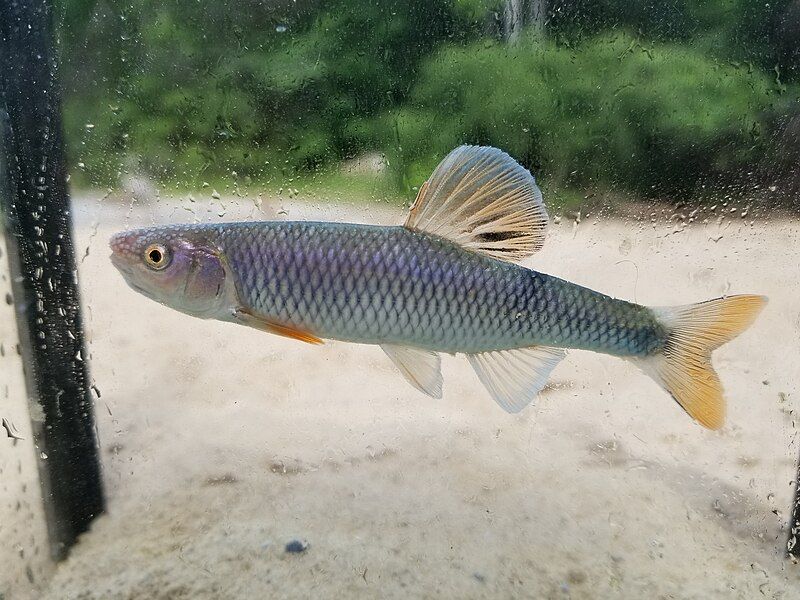 File:Whitetail Shiner.jpg