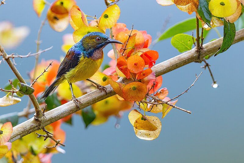 File:0A2A7371 Brown-throated Sunbird.jpg