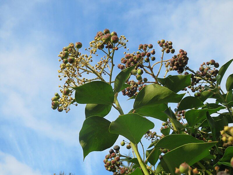 File:20151224Hedera helix1.jpg