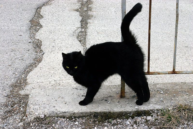 File:A Black Cat.jpg