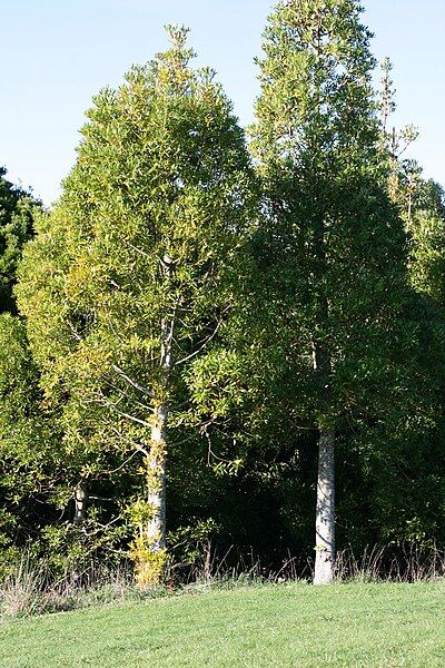 File:AgathisMacroTrees.jpg