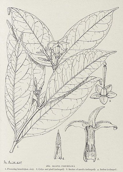 File:Alafia parciflora-1906.jpg