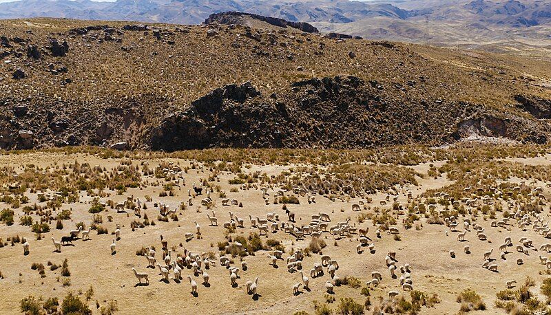 File:Alpaca-herding-Mollepunko-caves-callalli.jpg