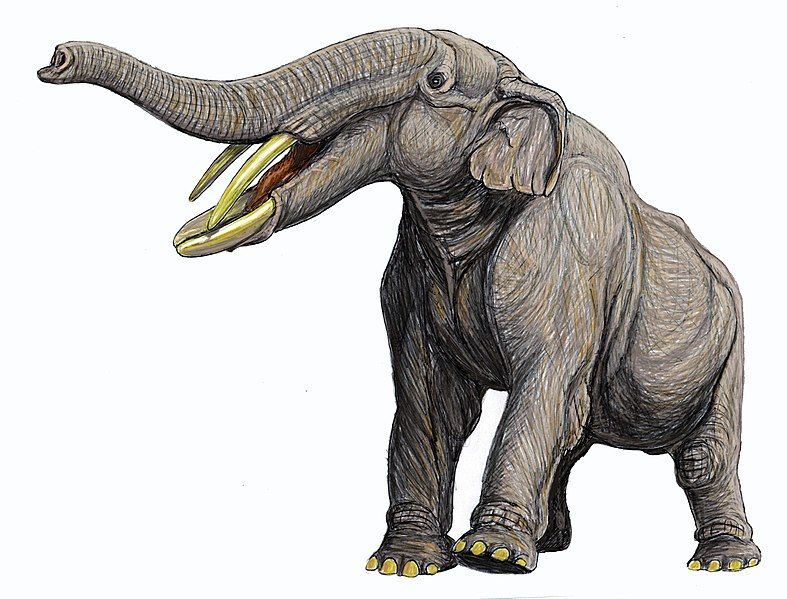 File:Amebelodon21.jpg