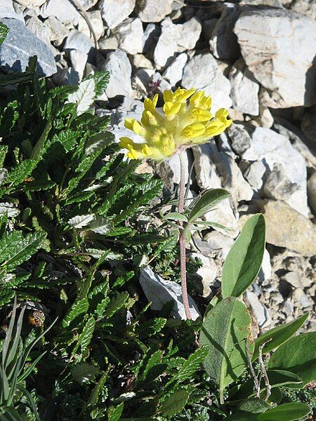 File:Anthyllis alpestris01.jpg