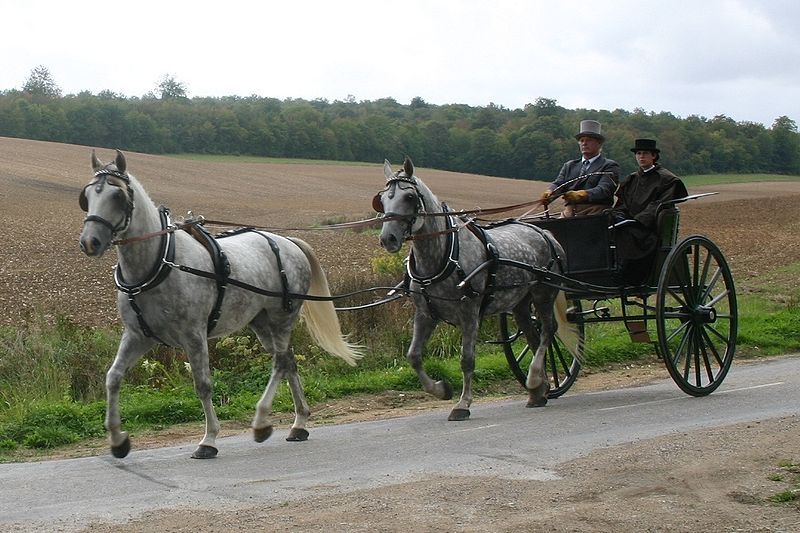 File:Attelage Tandem.JPG