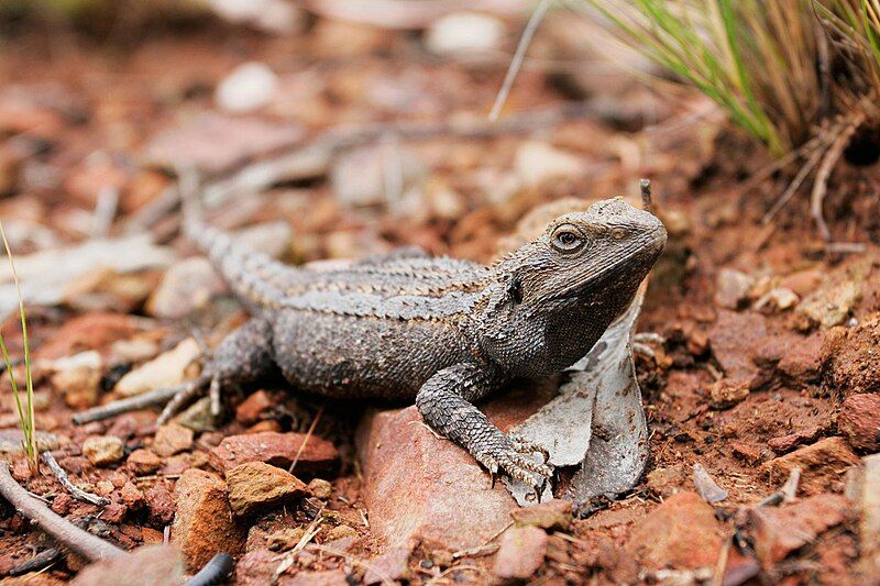 File:Bearded dragon02.jpg