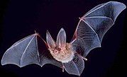 Townsend's big-eared bat