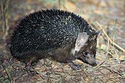 Brown hedgehog