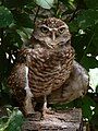 Burrowing owl