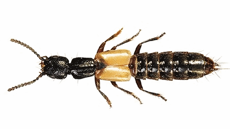 File:Cafius luteipennis.png