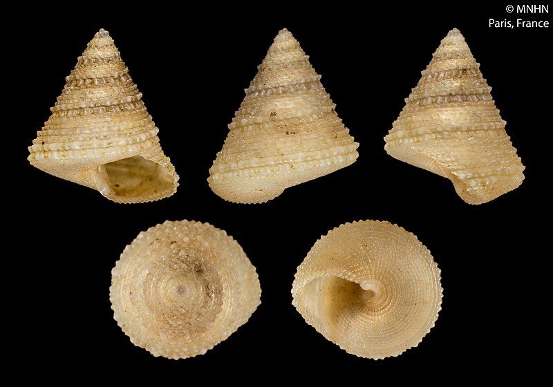 File:Calliostoma gavaldoni (MNHN-IM-2000-22000).jpeg