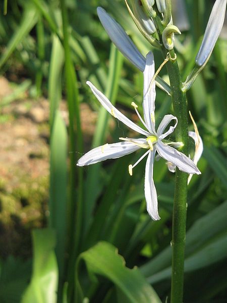 File:Camassia cusickii close-up.jpg