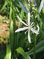 Camassia cusickii close-up