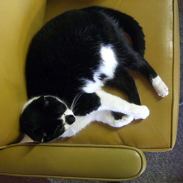 File:Cat, Booked-Up 2008.jpg