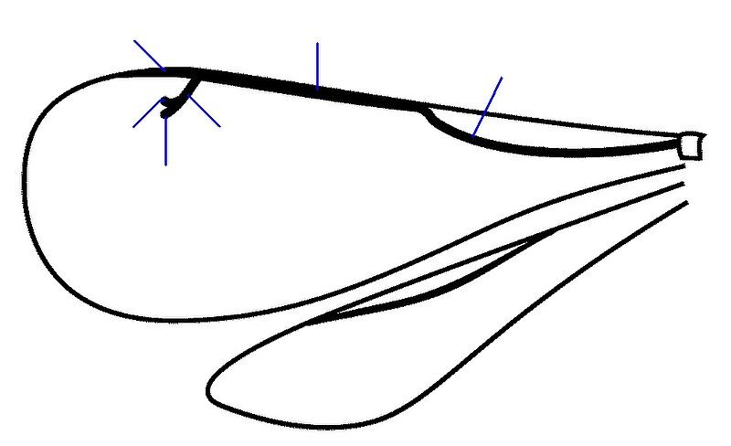 File:Chalcidoid wing veins.jpg