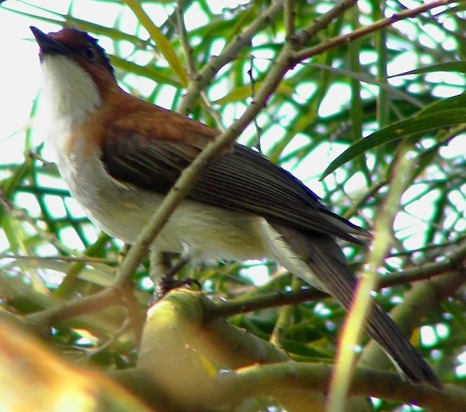 File:ChestnutBulbul.jpg