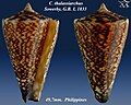 Conus thalassiarchus Sowerby, G.B. I, 1833