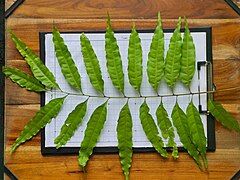 Compound leaf, detail